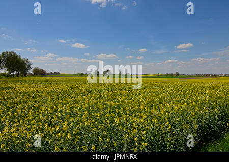 Un paesaggio rurale: campi di giallo canola e crescente di cereali in background Foto Stock