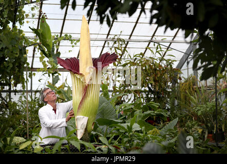 Assegnista di ricerca Dr Axel Dalberg Poulsen esamina un Amorphophallus titanum o titan arum, uno dei più grandi del mondo e smelliest fiori, che ha fiorito presso il Royal Botanic Garden di Edimburgo. Foto Stock