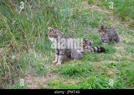 Scottish gatto selvatico (Felis silvestris) - puro raro gatto selvatico Foto Stock