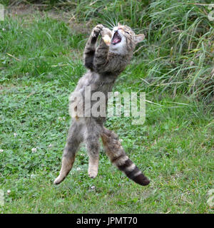 Scottish gatto selvatico (Felis silvestris) - puro raro gatto selvatico Foto Stock