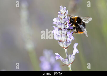 White Tailed Bumblebee raccogliendo il nettare dai fiori di lavanda. Foto Stock