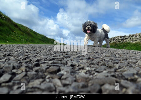 Canine capperi / Mondo di cane Foto Stock