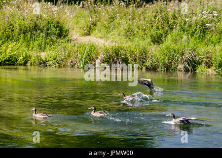 Le anatre bastarde lo sbarco sul fiume Test, Leckford, Hampshire, Inghilterra Foto Stock