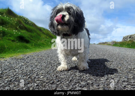 Canine capperi / Mondo di cane Foto Stock