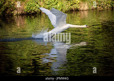 Adulto cigno atterraggio sul fiume Test, Leckford, Hampshire. Foto Stock