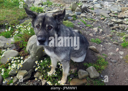 Canine capperi / Mondo di cane Foto Stock