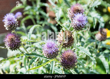 Carciofo Thistle contro uno sfondo sfocato Foto Stock