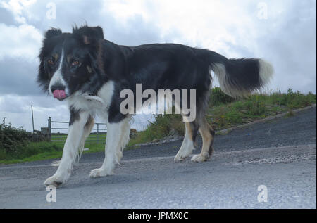 Canine capperi / Mondo di cane Foto Stock