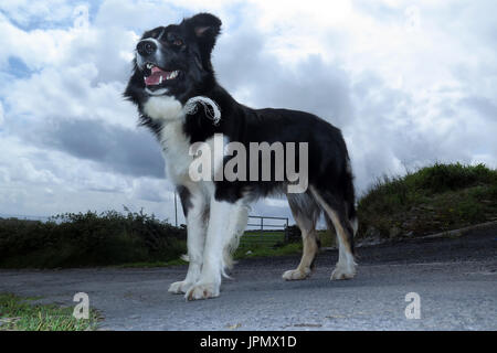 Canine capperi / Mondo di cane Foto Stock