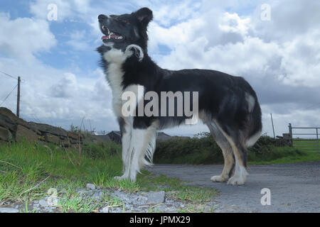 Canine capperi / Mondo di cane Foto Stock