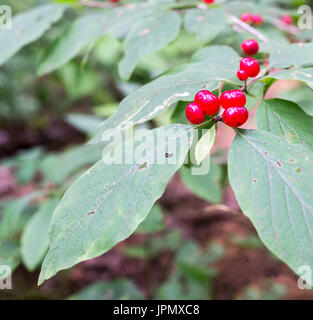 Selvatica bacche di veleno, foresta caprifoglio. sfondo, natura. Foto Stock