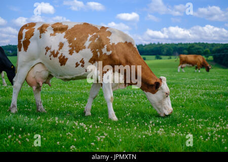 La wild cow marrone è mangiare erba Foto Stock