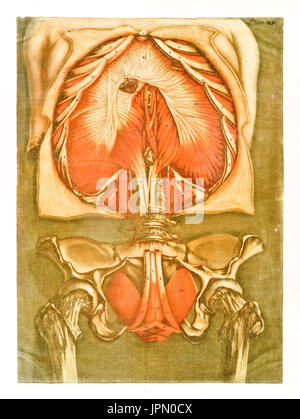 Anatomia umana. I muscoli e le ossa. Da A.E. Gautier D'Agoty in Cours complet d'anatomie..., publ. Leclerc, Nancy, 1773 Foto Stock