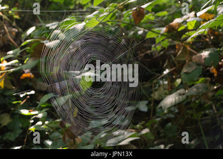 Spettacolare spider web in alberi, Hampshire, Regno Unito Foto Stock