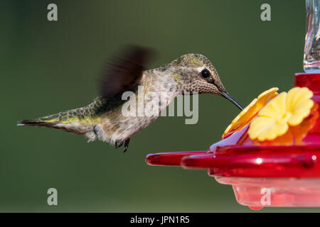 Femmina di Anna Hummingbird in volo. Foto Stock