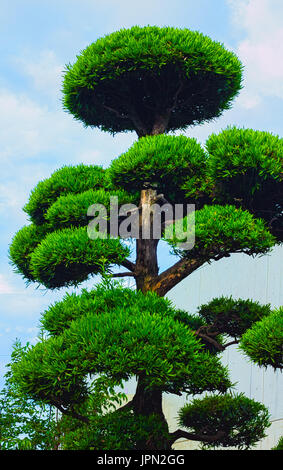 Rotondo e grande tradizionale giapponese nella struttura ad albero. Foto Stock