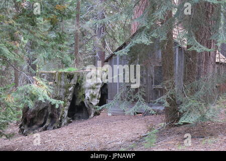 Rustico cabina vecchia edificata tra sequoie con grandi moncone rimane, minerale re, Sequoia National Park, Tulare County, California, Stati Uniti Foto Stock