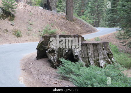 Grande vecchio moncone sequoia lungo re minerali road, Sequoia National Park, Tulare County, California, Stati Uniti Foto Stock