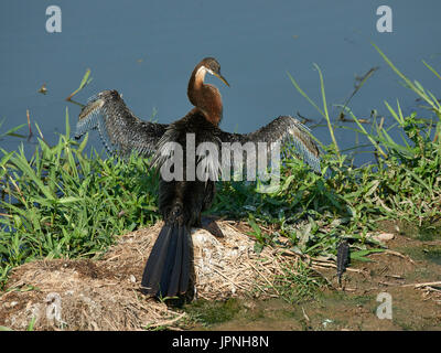 African Darter (Anhinga rufa), alette aperte ensoleillement stesso e preening Foto Stock