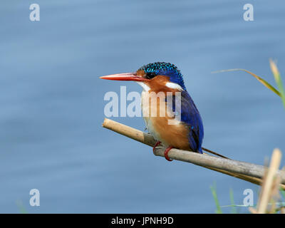 Malachite Kingfisher (Alcedo cristata), appollaiato su un ramo a bordo dell'acqua Foto Stock