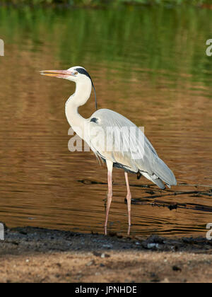 Airone cinerino (Ardea cinerea), in piedi sulla riva del fiume in acqua poco profonda Foto Stock