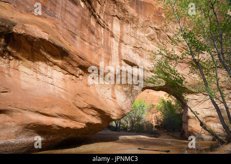 Coyote bridge è un foro eroso attraverso arenaria lungo coyote creek, coyote gulch, la grande scala-escalante monumento nazionale, Utah. Foto Stock