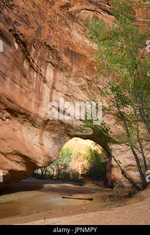 Coyote bridge è un foro eroso attraverso arenaria lungo coyote creek, coyote gulch, la grande scala-escalante monumento nazionale, Utah. Foto Stock