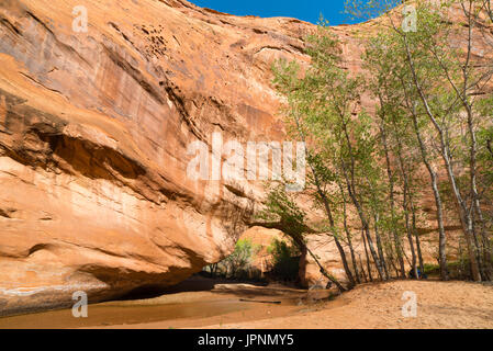 Coyote bridge è un foro eroso attraverso arenaria lungo coyote creek, coyote gulch, la grande scala-escalante monumento nazionale, Utah. Foto Stock