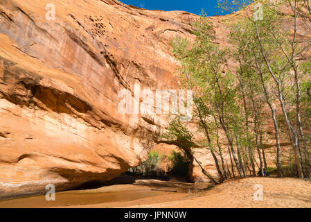 Coyote bridge è un foro eroso attraverso arenaria lungo coyote creek, coyote gulch, la grande scala-escalante monumento nazionale, Utah. Foto Stock