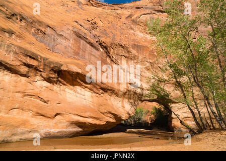 Coyote bridge è un foro eroso attraverso arenaria lungo coyote creek, coyote gulch, la grande scala-escalante monumento nazionale, Utah. Foto Stock