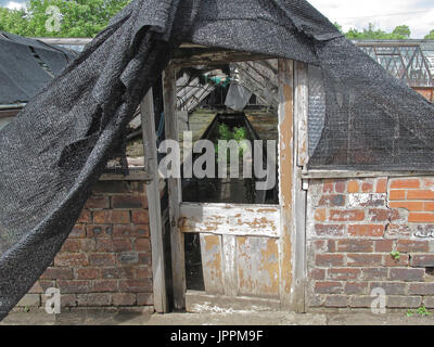 Vetro rotto serra in disuso fatiscenti rifiutato Foto Stock