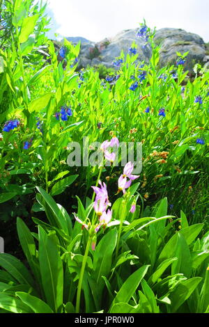 Rosa e azzurro fiori selvatici in una valle alpina oscurato dal granito affiorante, Capo Bianco Canyon, il Parco Nazionale di Sequoia Foto Stock