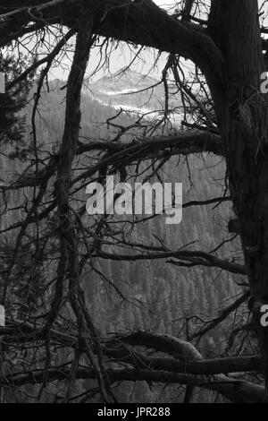 Il picco incorniciata da rami di albero, minerale su King Valley, Sequoia National Park, California Foto Stock