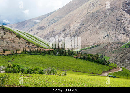 La molla vigna. Valle Elqui, Ande parte del Deserto di Atacama nella regione di Coquimbo, in Cile Foto Stock