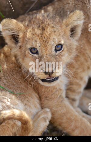 Lion cubs nel parco nazionale del Serengeti Foto Stock