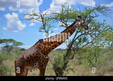 Le giraffe sfiorarne la savana del Serengeti National Park in Tanzania, Africa. Foto Stock