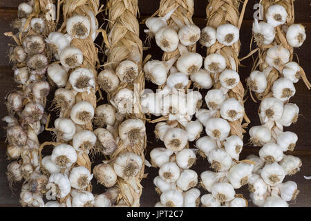 I chiodi di garofano di aglio colture essiccazione legno esterno muro del granaio Foto Stock