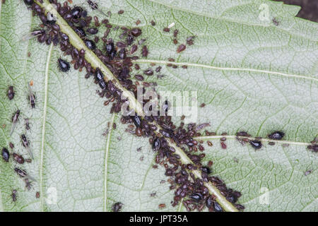 Afidi infestazione su amarena foglie di albero Foto Stock