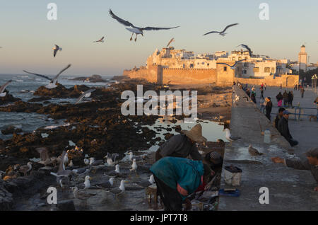 Gabbiani volando verso e fisherman eviscerazione pesce sulla riva con Essaouira le mura della città e medina in background, Marocco Foto Stock