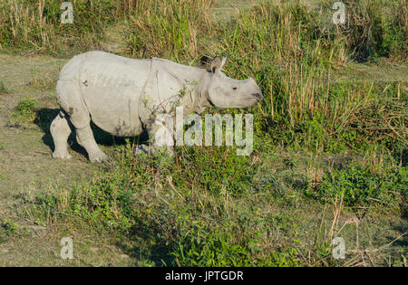 Il rinoceronte indiano (Rhinoceros unicornis) passeggiate in erba elefante, il Parco Nazionale di Kaziranga, Assam, India Foto Stock