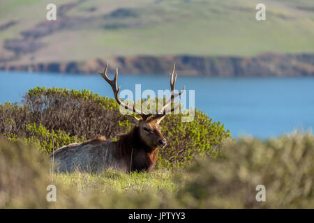 Un tule elk bull è stato a riposo sotto la metà della giornata di sole in point reyes National Seashore, California. Foto Stock