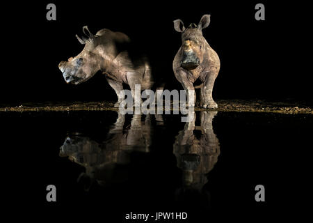 White Rhino (Ceratotherium simum) bere di notte, KwaZulu-Natal, Sud Africa, maggio 2017 Foto Stock