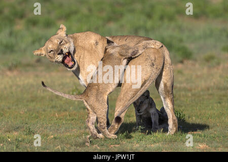 Leonessa (Panthera leo) con cub Kgalagadi parco transfrontaliero, Northern Cape, Sud Africa, Febbraio 2017 Foto Stock