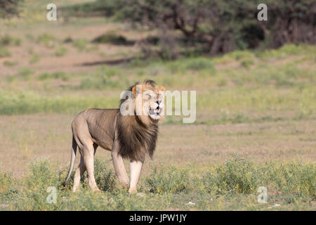 Lion (Panthera leo) maschio, Kgalagadi parco transfrontaliero, Northern Cape, Sud Africa, Gennaio 2017 Foto Stock