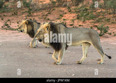 Lion (Panthera leo) maschi, Kgalagadi parco transfrontaliero, Northern Cape, Sud Africa, Gennaio 2017 Foto Stock