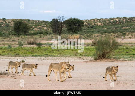 I Lions (Panthera leo) maschio, Kgalagadi parco transfrontaliero, Northern Cape, Sud Africa, Febbraio 2017 Foto Stock