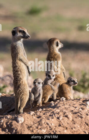 Meerkat (Suricata suricatta) con giovani, Kgalagadi Parco transfrontaliero, Northern Cape, Sud Africa, Gennaio 2017 Foto Stock