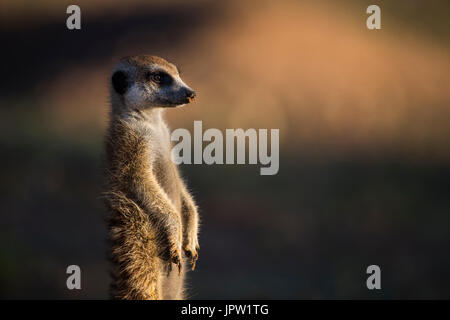Meerkat (Suricata suricatta), Kgalagadi Parco transfrontaliero, Northern Cape, Sud Africa, Gennaio 2017 Foto Stock
