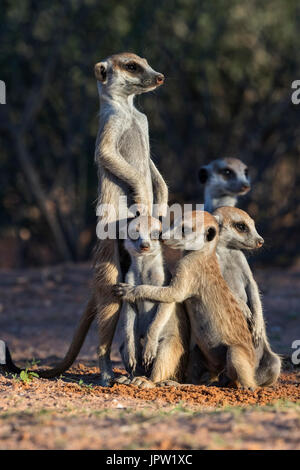 Meerkats (Suricata suricatta) a den con giovani di socializzare, Kgalagadi Parco transfrontaliero, Northern Cape, Sud Africa, Gennaio 2017 Foto Stock