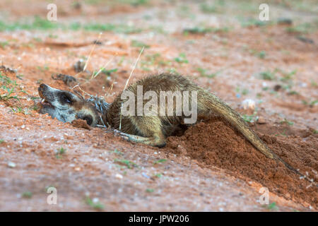 Meerkat (Suricata suricatta) scavando, Kgalagadi Parco transfrontaliero, Northern Cape, Sud Africa, Gennaio 2017 Foto Stock